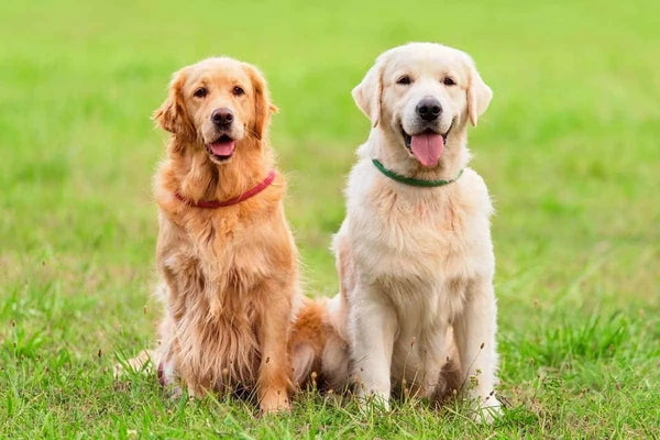 English vs American Golden Retriever: Differences