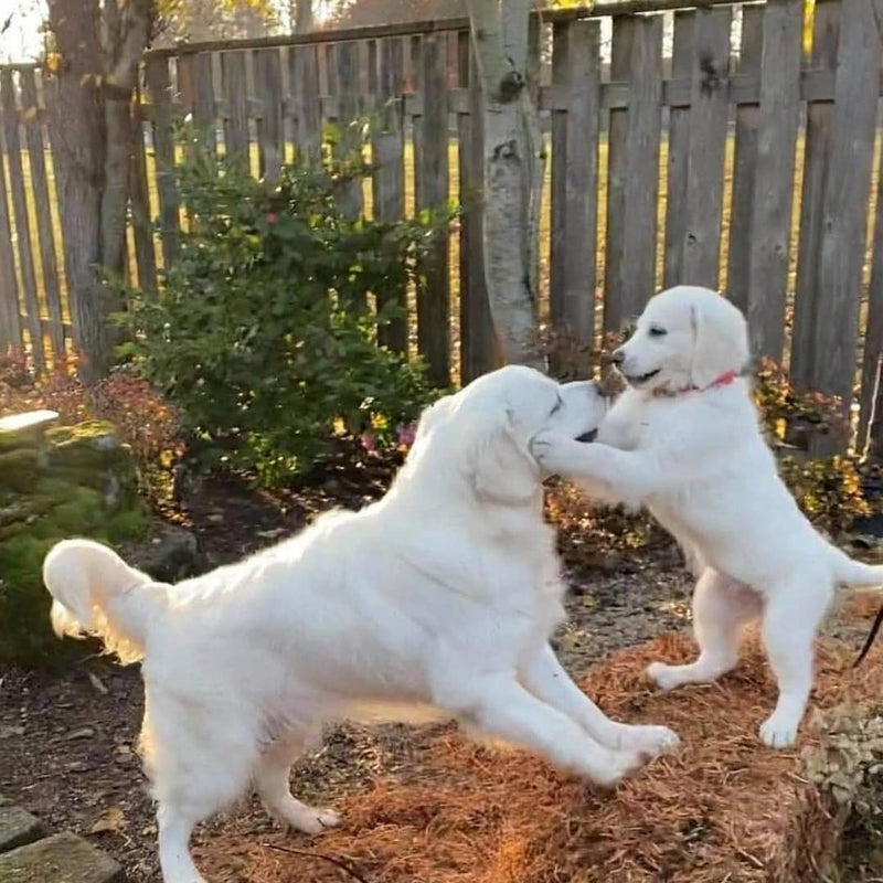 OC Goldens: English Cream Golden Retriever Puppies Available