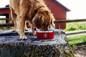 Lucky Dog Bowl